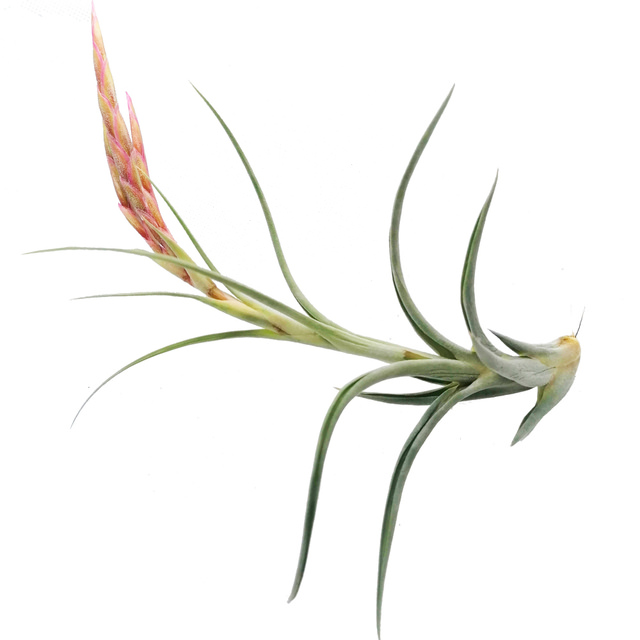 Tillandsia 'dzitya'